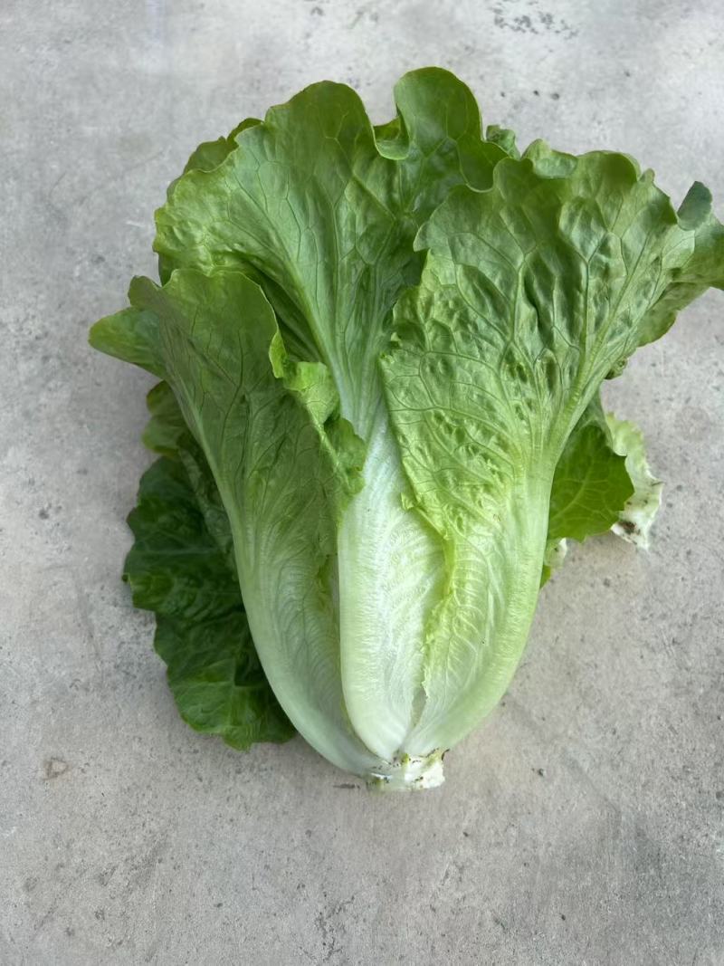 生菜
