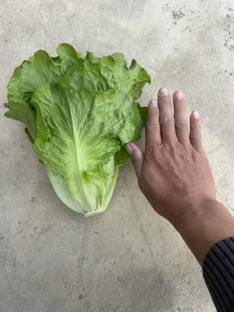 生菜