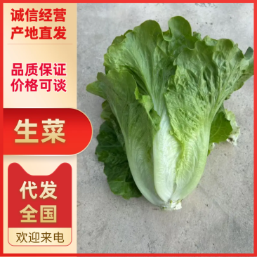生菜