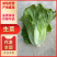 生菜