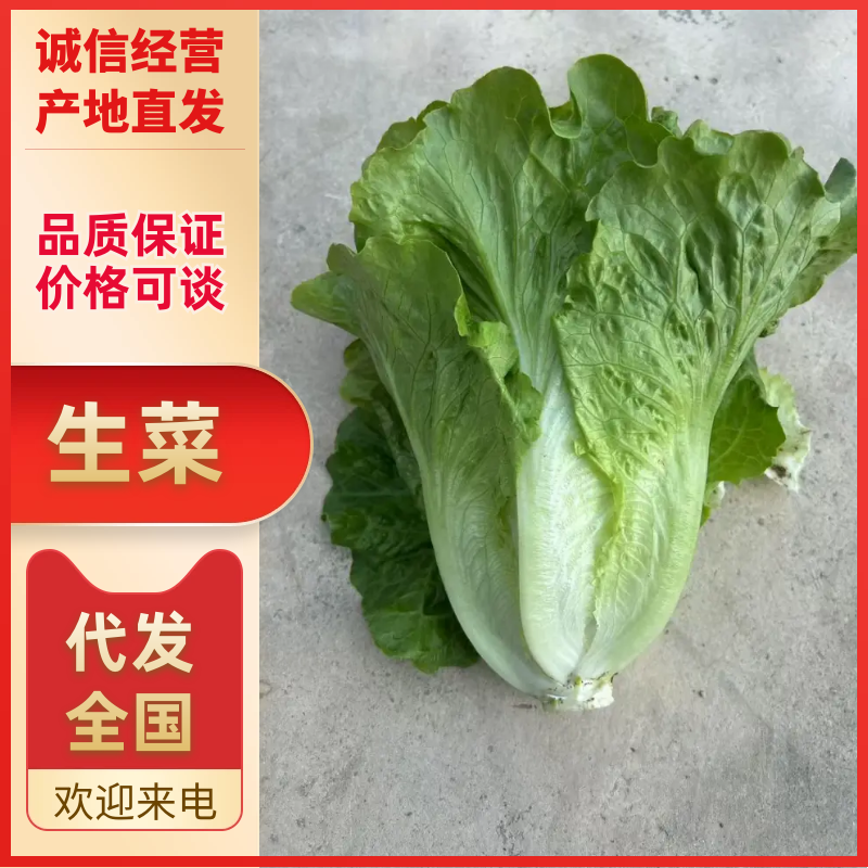 生菜