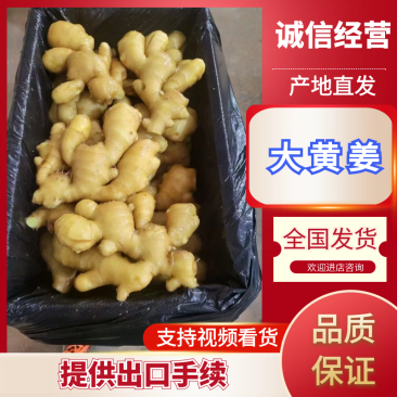 山东生姜小黄姜大黄姜品种齐全(辣味足块头大)发全国
