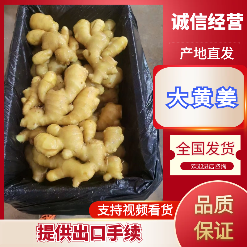 山东生姜小黄姜大黄姜品种齐全（辣味足块头大）发全国