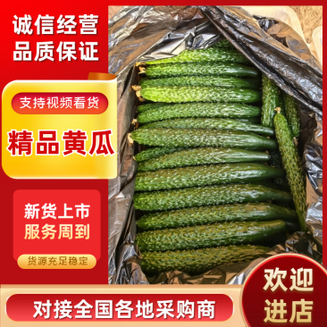 黄瓜产地直发品质保障对接全国商超市场社区团购等