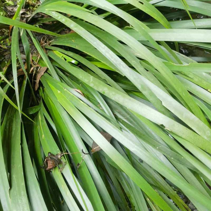 深山红心石菖蒲石菖蒲种苗基地直供药材种植鱼缸假山造景
