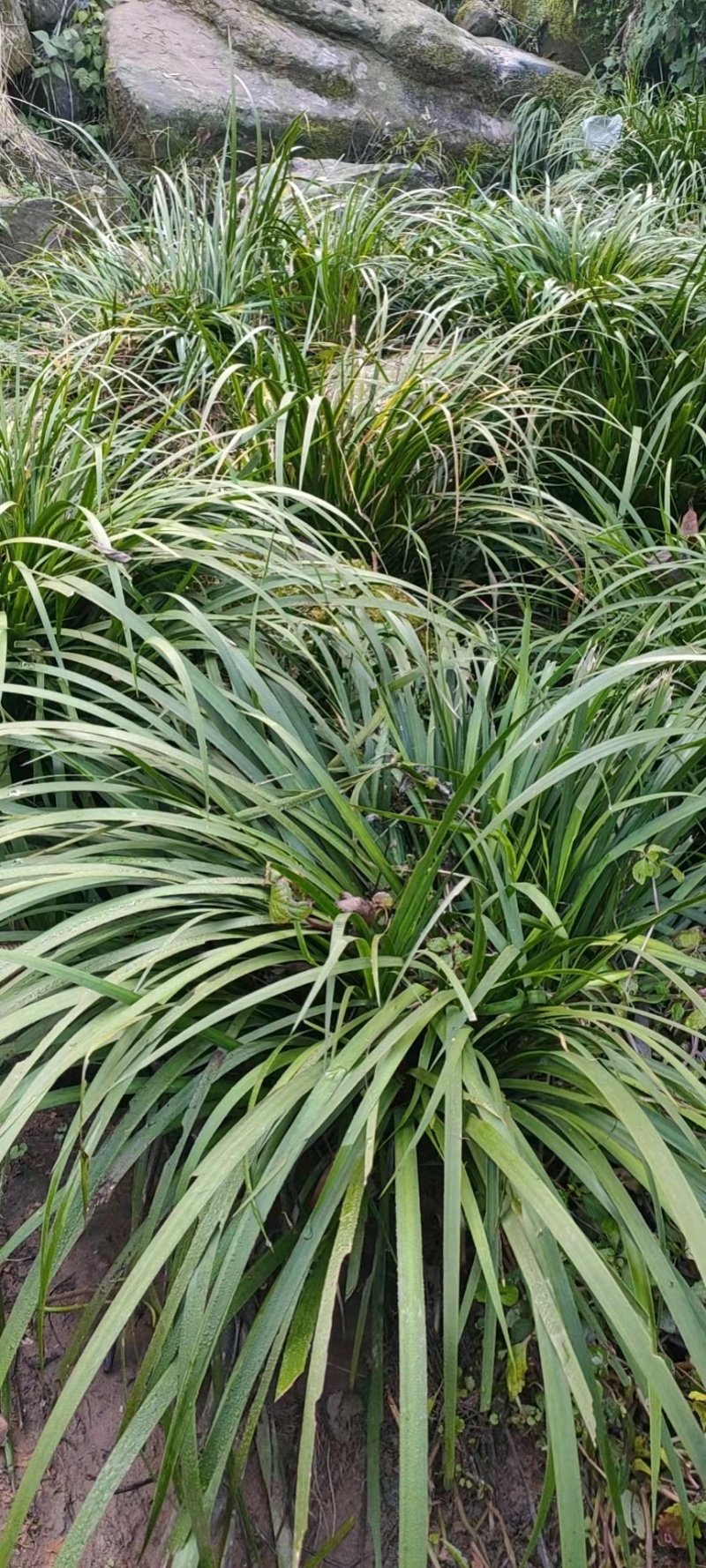 深山红心石菖蒲石菖蒲种苗基地直供药材种植鱼缸假山造景
