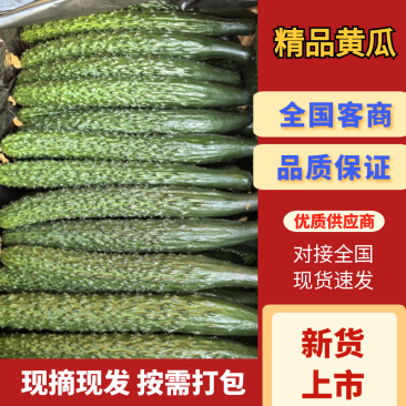 精品黄瓜产地一手货源品质保障量大从优视频看货选货