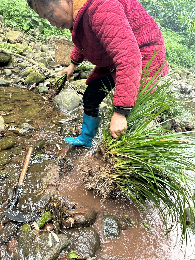 深山红心石菖蒲石菖蒲种苗基地直供药材种植鱼缸假山造景