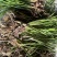 深山红心石菖蒲石菖蒲种苗基地直供药材种植鱼缸假山造景
