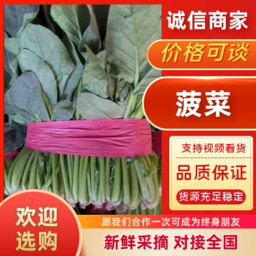 【菠菜】产地大量大叶菠菜上市诚信经营品质保证！