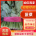 【菠菜】产地大量大叶菠菜上市诚信经营品质保证！