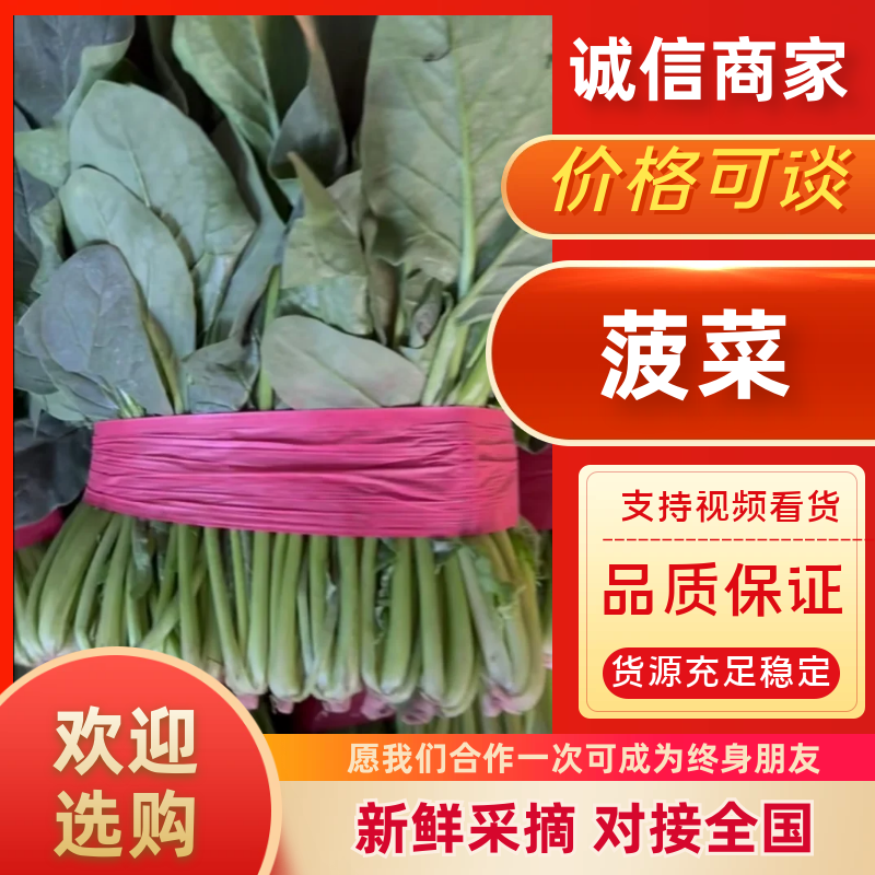 【菠菜】产地大量大叶菠菜上市诚信经营品质保证！