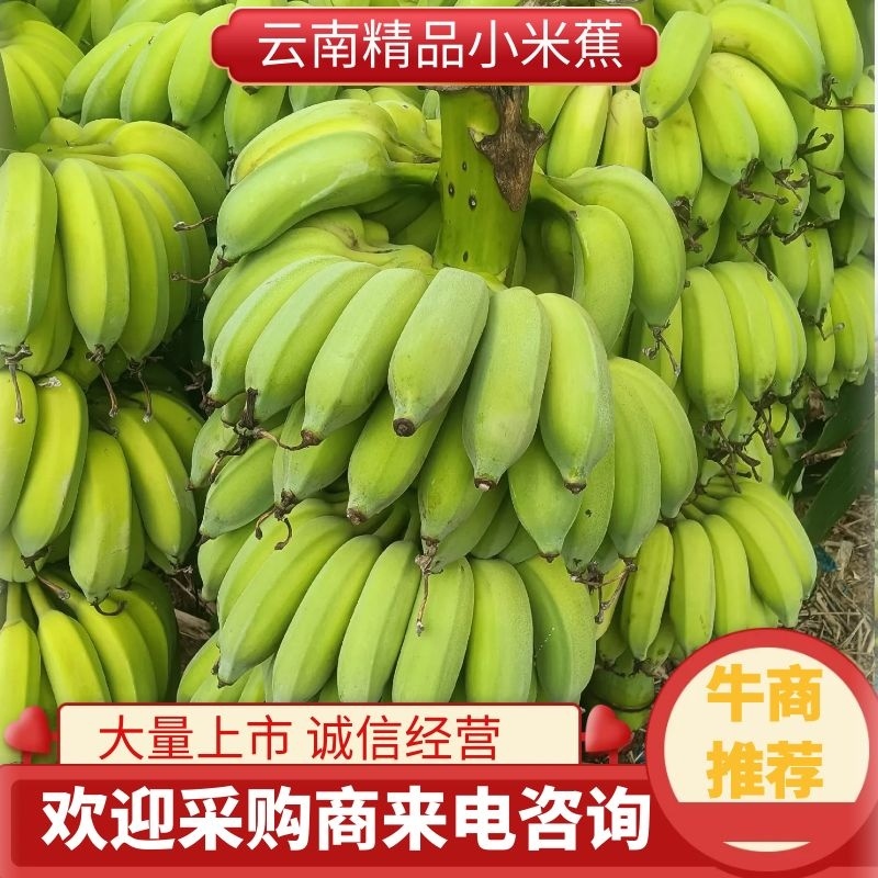 {诚信经营}红河小米蕉，产地直发，一件代发，视频看货。