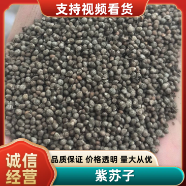 精选紫苏子/苏子/紫苏籽/河北紫苏子/精选大颗粒