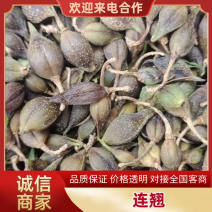 【青翘】精选颗粒饱满连翘不开裂营养价值高可一件代发