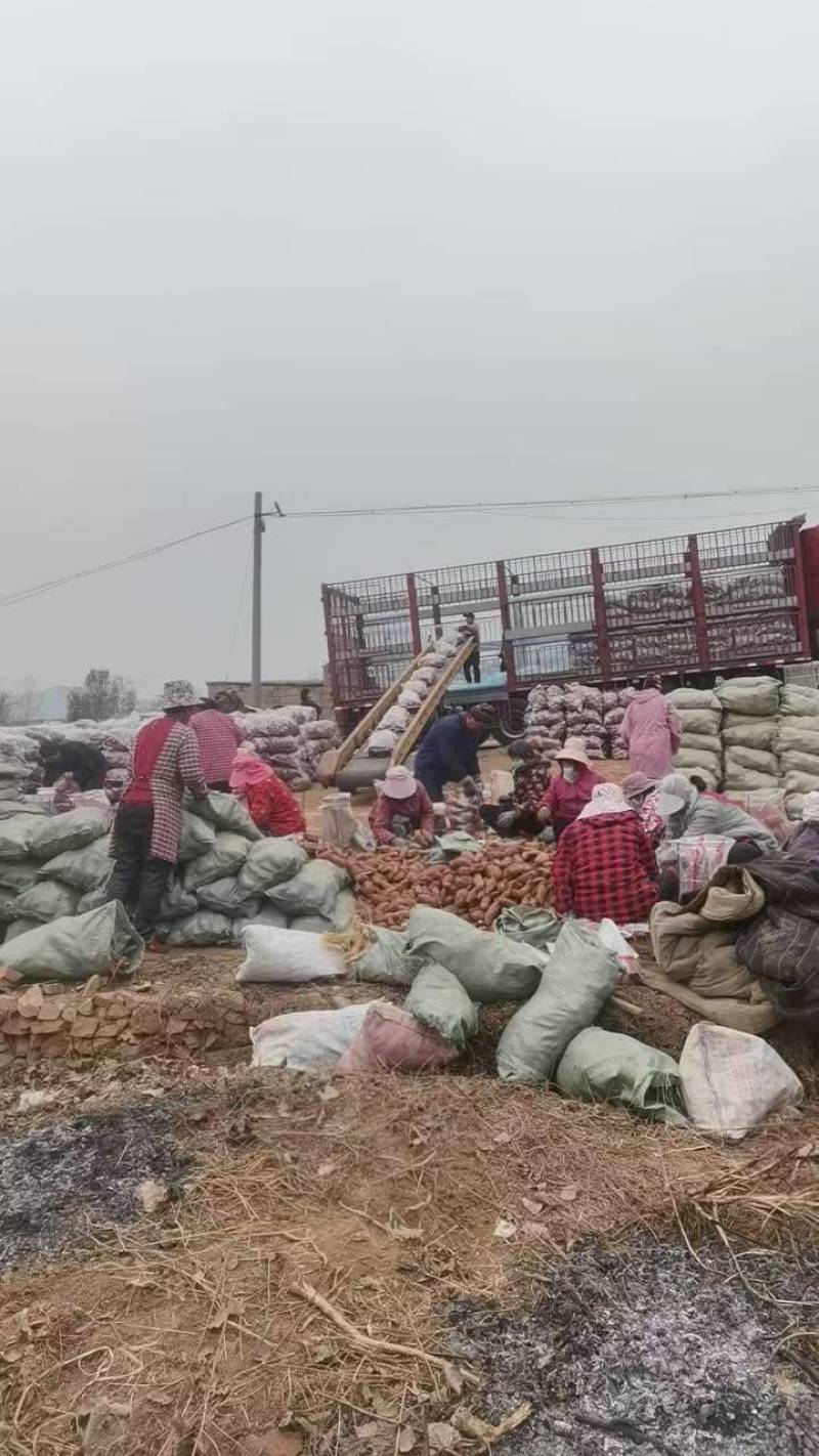 济薯26品质好形整齐长条状薯肉金黄，口感糯香山东产地