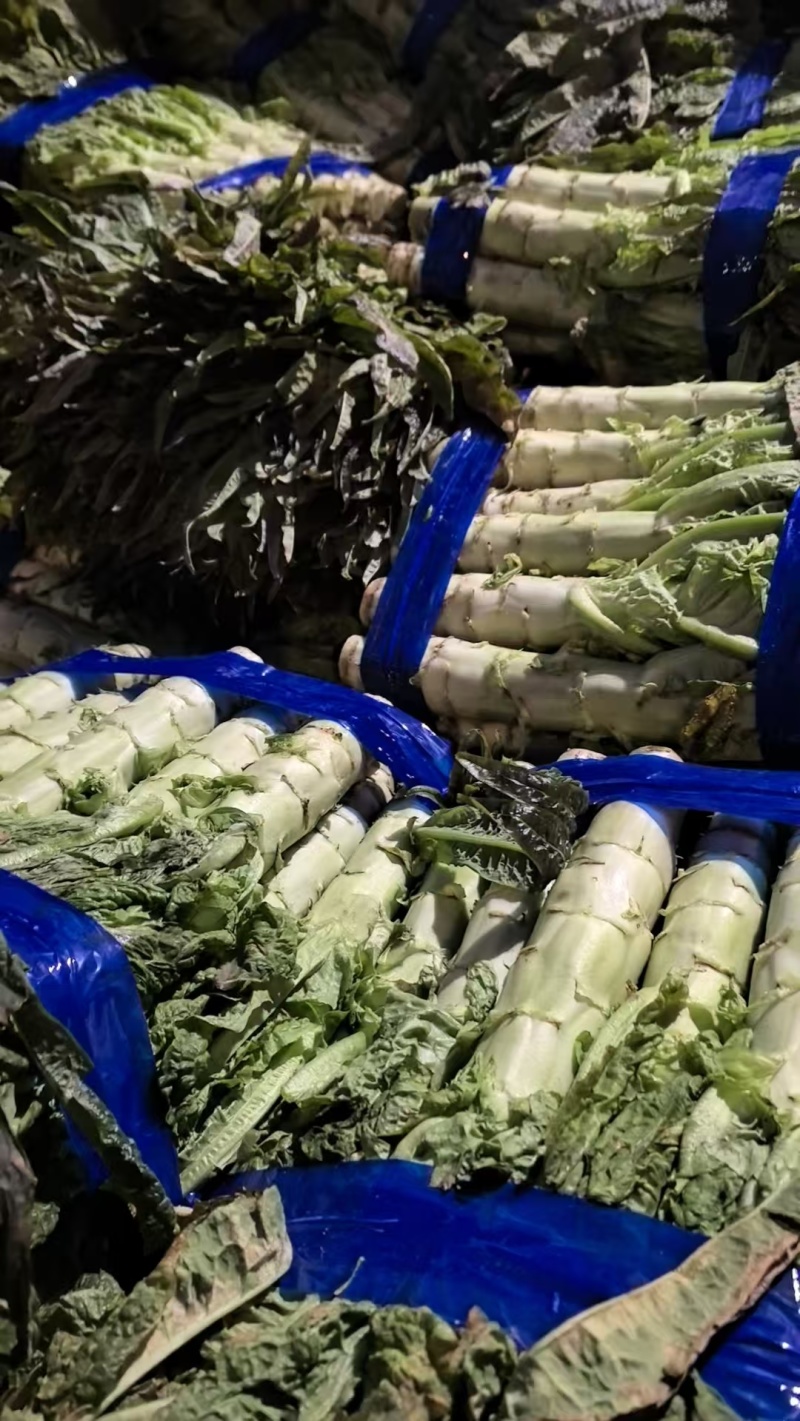 精品大棚莴苣，红叶青肉大量有货产地直销可视频看货