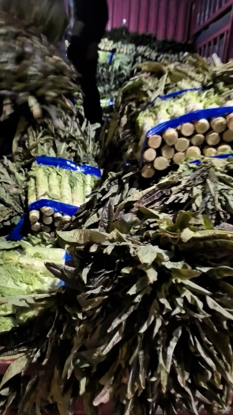 精品大棚莴苣，红叶青肉大量有货产地直销可视频看货