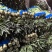 精品大棚莴苣，红叶青肉大量有货产地直销可视频看货