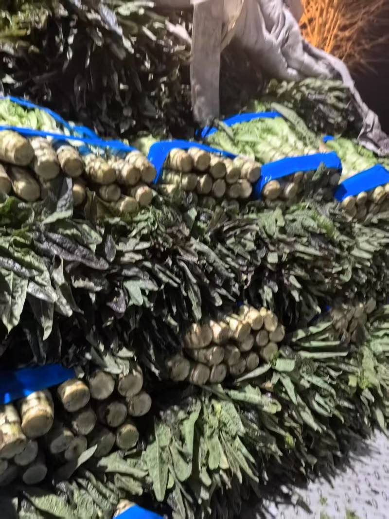 精品大棚莴苣，红叶青肉大量有货产地直销可视频看货