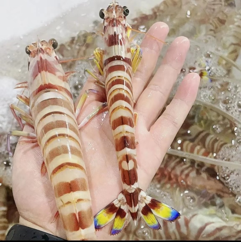 九节虾，斑节虾多种规格品质齐全量大从优欢迎来电