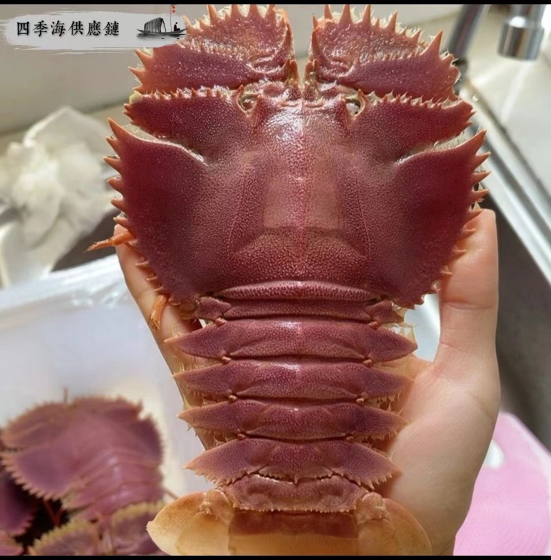 琵琶虾，九齿扇虾一手货源量大从优诚信合作欢迎来电