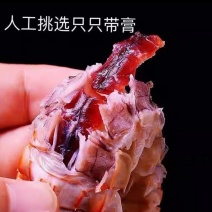 皮皮虾适合餐饮批发量大从优欢迎客户来电咨询下单