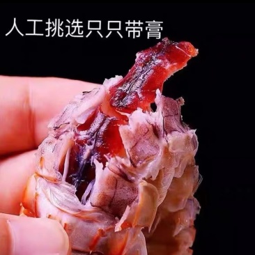 皮皮虾适合餐饮批发量大从优欢迎客户来电咨询下单
