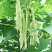 联华肉豆白大荚芸豆种子四季豆种子嫩荚白绿色早熟无筋