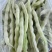 联华肉豆白大荚芸豆种子四季豆种子嫩荚白绿色早熟无筋