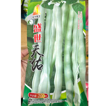 盛世天佑架豆种子荚白绿色圆荚稍扁中早熟无筋