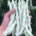 盛世天佑架豆种子荚白绿色圆荚稍扁中早熟无筋