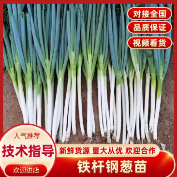 【钢葱苗】铁杆葱苗自有基地常年出售代育各品种优质葱苗