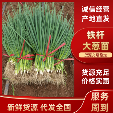 一代铁杆大葱苗提供各规格保质保量基地直供可全国发货