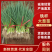 一代铁杆大葱苗提供各规格保质保量基地直供可全国发货