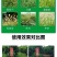 草甘磷除草烂根剂强力一扫专用剂光草甘膦异丙胺盐正品农药除
