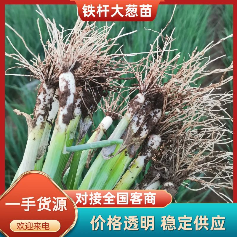 山东葱苗铁杆大葱苗品种纯正成活率高产量高