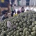 海南网纹瓜一件代发产地直发一手货源对接各大电商平台