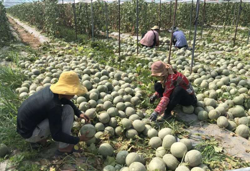 海南网纹瓜一件代发产地直发一手货源对接各大电商平台