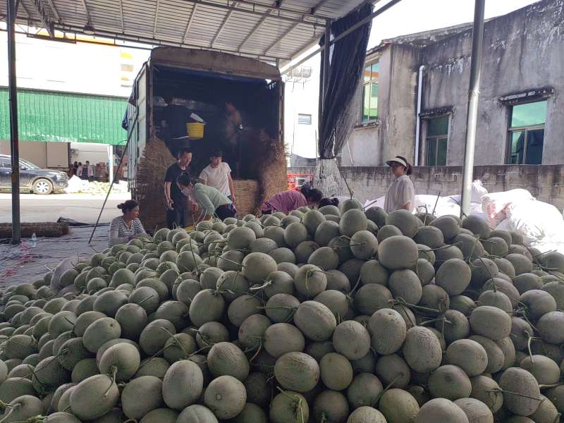 海南网纹瓜一件代发产地直发一手货源对接各大电商平台