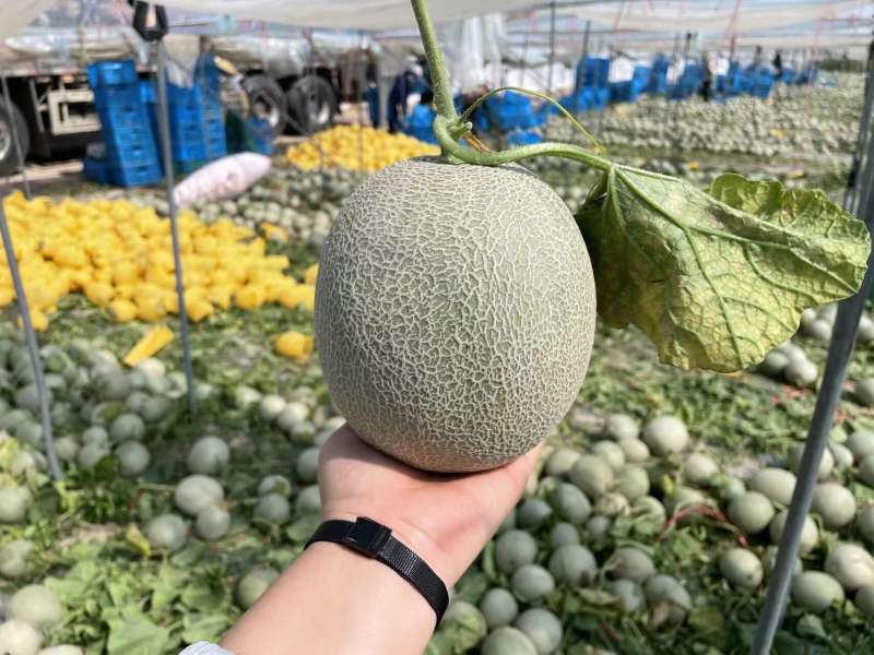 海南网纹瓜一件代发产地直发一手货源对接各大电商平台