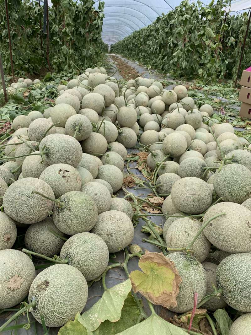 海南网纹瓜一件代发产地直发一手货源对接各大电商平台