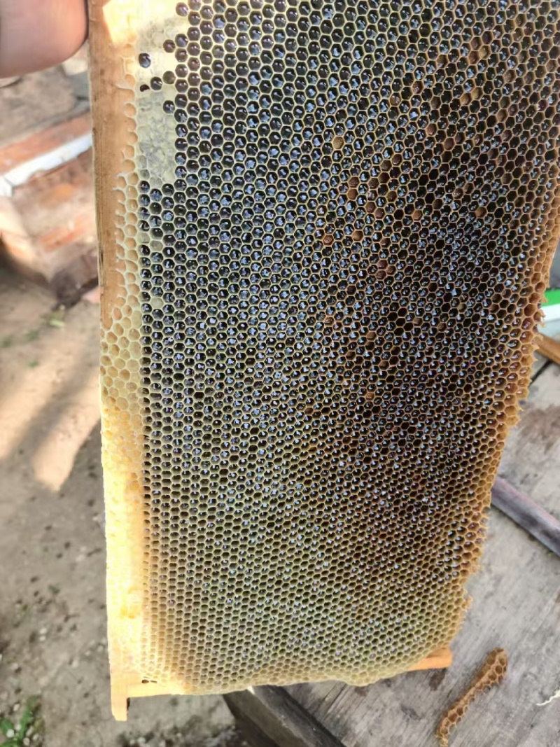 土蜂百花蜜山西大山里的甜蜜质量保证假一赔十