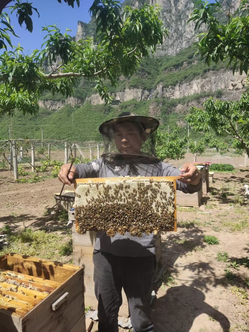 土蜂百花蜜山西大山里的甜蜜质量保证假一赔十