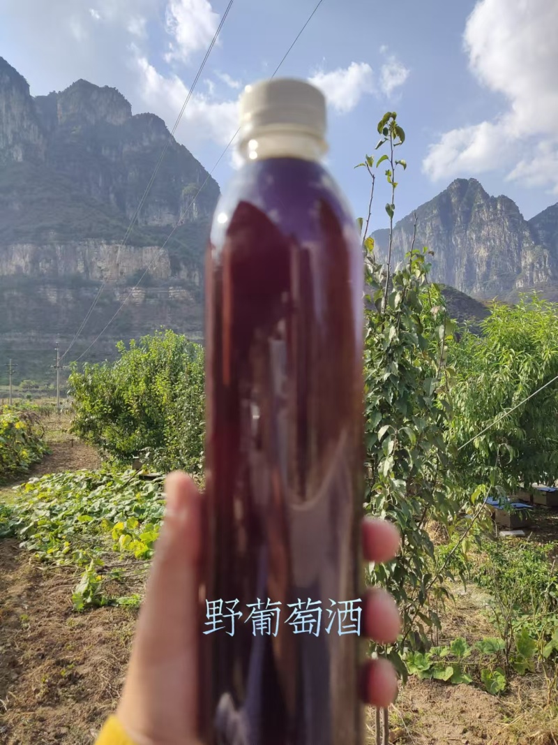 野葡萄酒农家自酿果酒品质保证欢迎洽谈