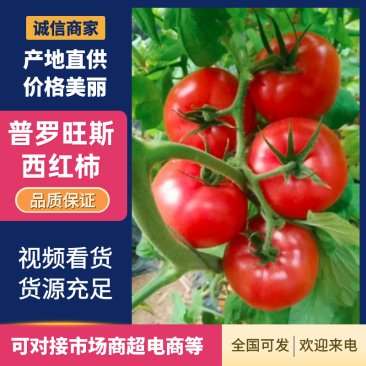 精品普罗旺斯西红柿产地直发价格美丽欢迎来电咨询