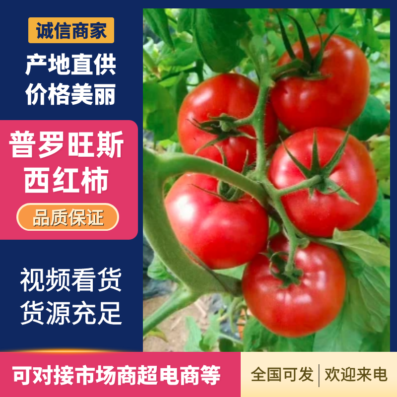 精品普罗旺斯西红柿产地直发价格美丽欢迎来电咨询