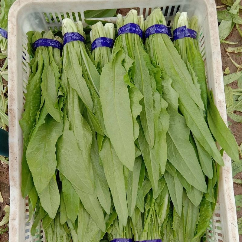 大颗甜脆油麦菜种子耐热耐寒四季无斑香油麦菜种子籽孑基地用