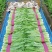 大颗甜脆油麦菜种子耐热耐寒四季无斑香油麦菜种子籽孑基地用