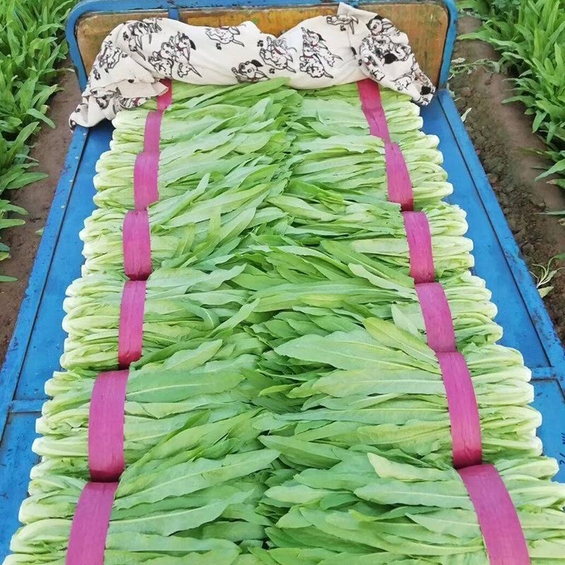 大颗甜脆油麦菜种子耐热耐寒四季无斑香油麦菜种子籽孑基地用